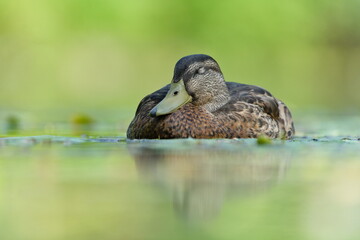 Anas Platyrhynchos aka wild or mallard duck female is sleeping with closed eyes. Common waterfowl bird in Czech republic.
