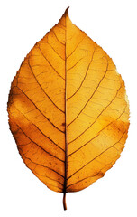 PNG An autumn leaf photography background isolated.