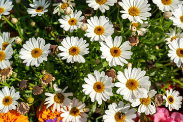 White daisies blooming in garden
