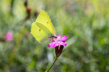Male brimstone butterfly (Gonepteryx rhamni) feeds on a Carthusian pink (Dianthus carthusianorum).