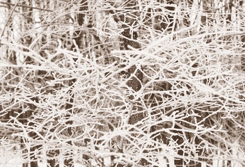 Tree branches covered with snow. Winter period.