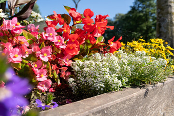 Summer flowers in wooden box
