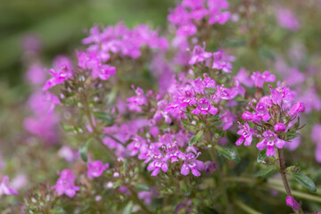 Creeping thyme (Thymus praecox) in bloom.