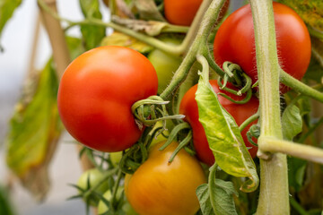 Red tomatoes growing on plant in garden