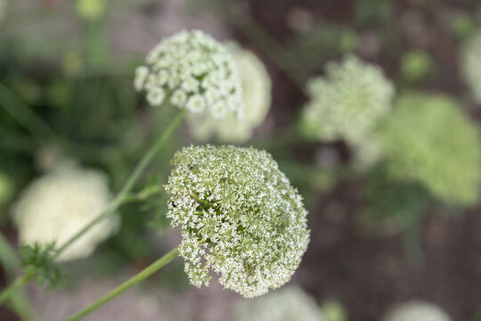 Flower umbel of a carrot plant (Daucus carota subsp. sativus).