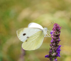 A white butterfly on a blooming sage.