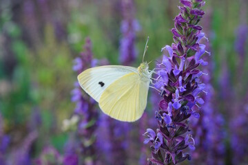 A white cabbage butterfly on a blooming sage. Blossom.