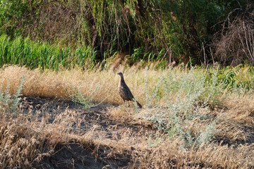 A young pheasant in the field. Wild animals in nature.