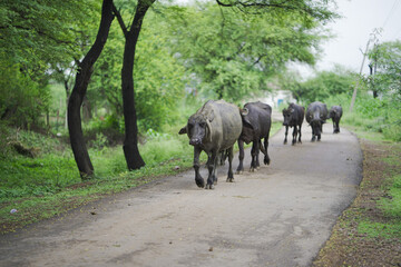 buffaloes walking on road,domestic buffaloes rural India,buffaloes returning home,muddy buffalo on village road,rural buffalo herd movement stock photo.





