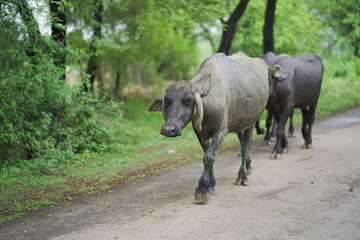 buffaloes walking on road,domestic buffaloes rural India,buffaloes returning home,muddy buffalo on village road,rural buffalo herd movement stock photo.





