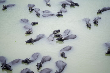 buffaloes relaxing in water, buffalo cooling in pond, bathing buffaloes rural life, livestock bathing in summer, water buffalo top view stock photo.





