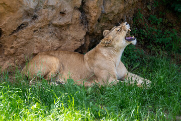 lion cub in the grass