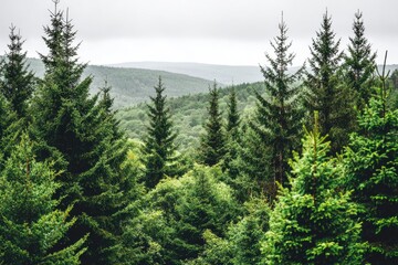 Obraz premium Lush green forest canopy, misty mountains beyond