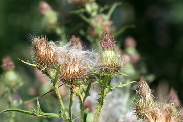 Spear thistle fluffy flowers closeup selective focus