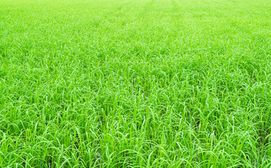 Obraz premium Rice field background, jasmine rice organic agriculture farm raw food ingredient traditional asian, green grass landscape environment zero carbon energy eco backdrop.