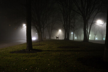 Lights illuminate silhouettes of deer amidst trees on a foggy night
