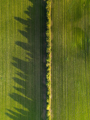 The view of agriculture during evening. 