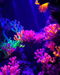 Coral reef in the blue sea