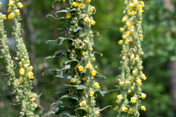 common mullein,
Verbascum thapsus yellow flowers closeup selective focus