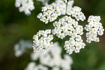 common yarrow,
Achillea millefolium white flowers closeup selective focus