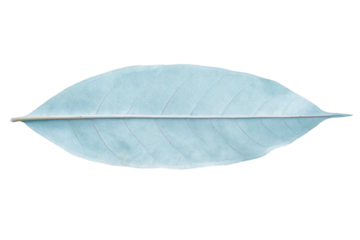 a blue leaf with a white background