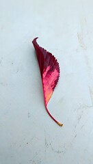 Single Cherry Leaf on Blue Surface - Autumn Colors and Textures