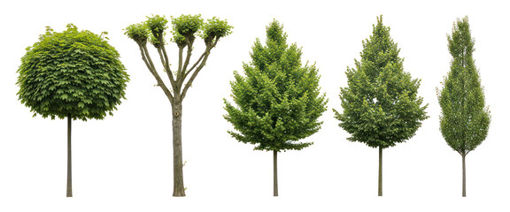 Collection of decorative deciduous trees with various shapes isolated on transparent background, urban landscaping elements
