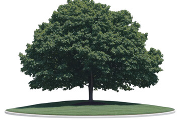 Obraz premium View Of Lush Tree Stands Tall In A Grassy Landscape With Peace Concept