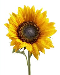 Obraz premium Single Yellow Sunflower Closeup Against White Background