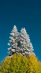 Snow-Dusted Pine Tree Over Golden Autumn Foliage