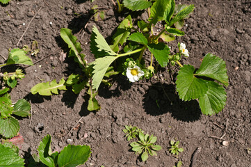 Flowering strawberry bushes in home garden. white petals, yellow centers and fresh green foliage. Delicate white strawberry flowers contrast with vibrant green leaves in natural garden environment.