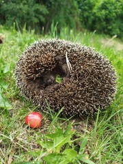 vertical photo Red berries next to calm hedgehog in natural setting. Hedgehog brings sense of safety and quiet. Wild hedgehog peacefully present in green grass and sweet cherry berries.