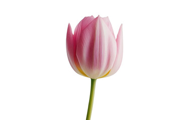 Naklejka premium Pink Tulip Stands Out In The Studio, Floral Art Theme