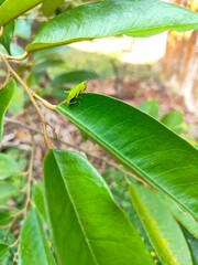 Small Grasshopper on leaf