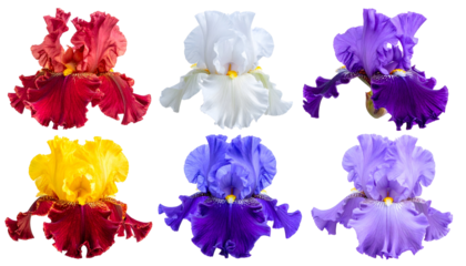 Six Vibrant Iris Flowers Displaying Diverse Colors and Intricate Petal Details
