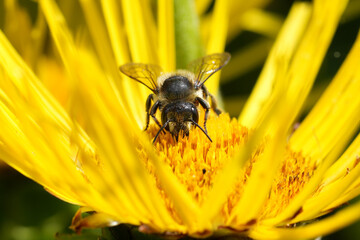 Closeup on a female Patchwork leafcutter bee, Megachile centuncularis on a yellow Inula flower