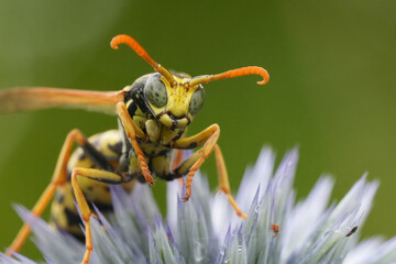 Extreme closeup on a French paperwasp, Polistes dominula in the garden