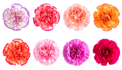 Vibrant Array of Carnations in Various Hues
