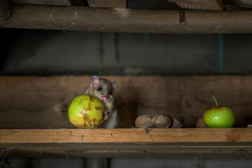 The Eurasian edible dormouse (Glis glis)