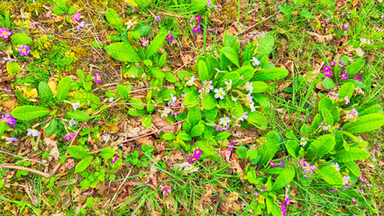 With the arrival of spring, colorful wild violets bloom among the grass under the hazelnut trees