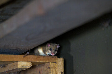 The Eurasian edible dormouse (Glis glis)