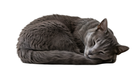 Gray cat curled up asleep against a black backdrop.