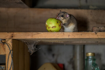 The Eurasian edible dormouse (Glis glis)