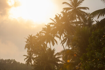 A beautiful tropical scene with palm trees and a bright sun