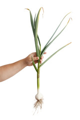 Garlic plant isolated on white background