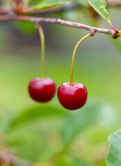Two red cherries hanging from a tree branch