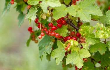 A bunch of red berries hanging from a tree