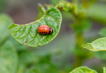 Colorado potato beetle eats leaves. Macro