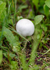 A white mushroom is sitting on the grass