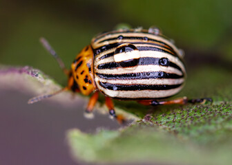 Colorado potato beetle eats eggplant leaves. Macro